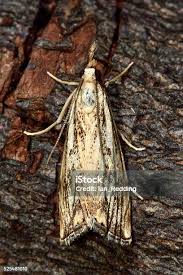 Attēlu rezultāti vaicājumam “Udea lutealis”