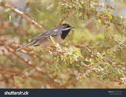 Image result for Sylvia rueppelli