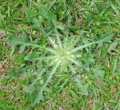 Attēlu rezultāti vaicājumam “Hypochaeris radicata”
