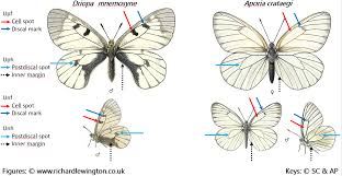 Attēlu rezultāti vaicājumam “Aporia crataegi pupa”