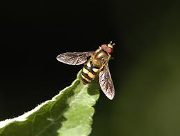 Attēlu rezultāti vaicājumam “Syrphidae”