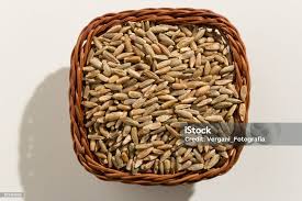 Image result for Secale cereale