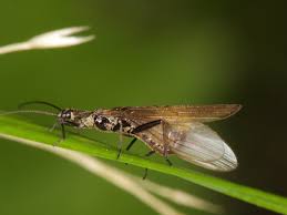 Attēlu rezultāti vaicājumam “Plecoptera”