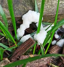 Attēlu rezultāti vaicājumam “Brefeldia maxima young”