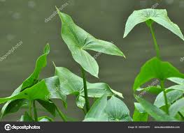 Attēlu rezultāti vaicājumam “Sagittaria sagittifolia leaf”