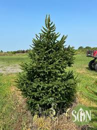 Attēlu rezultāti vaicājumam “Picea abies”