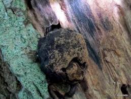 Attēlu rezultāti vaicājumam “Reticularia jurana”