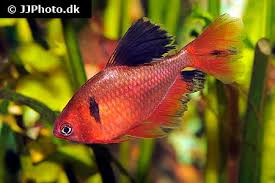 Attēlu rezultāti vaicājumam “Serpoleskea confervoides”