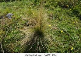 Attēlu rezultāti vaicājumam “Nardus stricta flower”