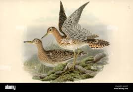 Image result for Bartramia longicauda