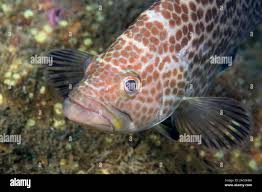 Image result for Mycteroperca phenax