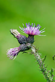 Attēlu rezultāti vaicājumam “Cirsium palustre”