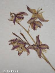 Attēlu rezultāti vaicājumam “Epimedium alpinum  flower”