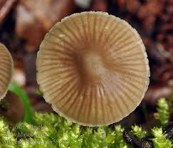 Attēlu rezultāti vaicājumam “Mycena abramsii”