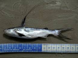 Image result for Bagre marinus