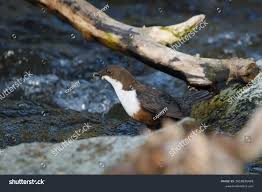 Attēlu rezultāti vaicājumam “Cinclus cinclus”