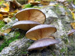 Attēlu rezultāti vaicājumam “Panellus serotinus”