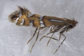 Attēlu rezultāti vaicājumam “Phyllonorycter sp.”