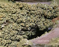 Attēlu rezultāti vaicājumam “Hypocenomyce scalaris”