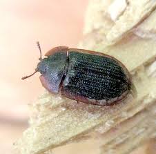 Attēlu rezultāti vaicājumam “Ostoma ferruginea”