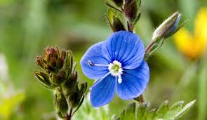 Attēlu rezultāti vaicājumam “Veronica chamaedrys bud”