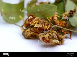 Attēlu rezultāti vaicājumam “Tilia platyphyllos Laciniata fruit”