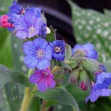 Attēlu rezultāti vaicājumam “Pulmonaria saccharata”
