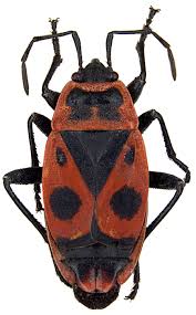Attēlu rezultāti vaicājumam “Pyrrhocoris apterus imago”