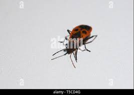 Attēlu rezultāti vaicājumam “Pyrochroidae imago”