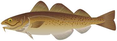 Image result for Gadus morhua