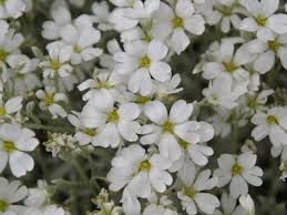 Image result for cerastium tomentosum