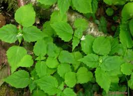 Attēlu rezultāti vaicājumam “Circaea alpina leaf”