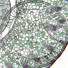 Attēlu rezultāti vaicājumam “Zea mays leaf”