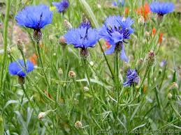 Attēlu rezultāti vaicājumam “Cyanus segetum”