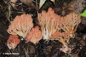 Attēlu rezultāti vaicājumam “Ramaria formosa”