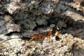 Attēlu rezultāti vaicājumam “Diprionidae”