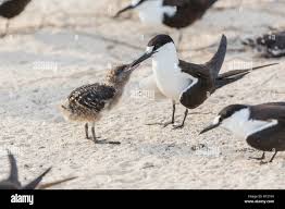 Image result for Onychoprion fuscatus