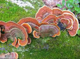 Attēlu rezultāti vaicājumam “Cystostereum murrayi”