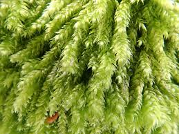 Attēlu rezultāti vaicājumam “Pseudotaxiphyllum elegans”