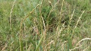 Attēlu rezultāti vaicājumam “Elytrigia repens”