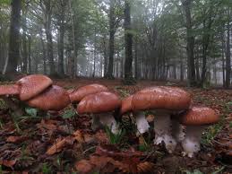 Attēlu rezultāti vaicājumam “Cortinarius praestans”