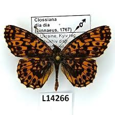 Attēlu rezultāti vaicājumam “Boloria dia”