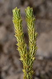 Attēlu rezultāti vaicājumam “Huperzia selago”