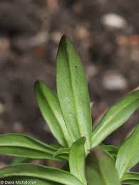 Attēlu rezultāti vaicājumam “Antirrhinum majus leaf”