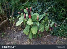 Attēlu rezultāti vaicājumam “Phytolacca acinosa”