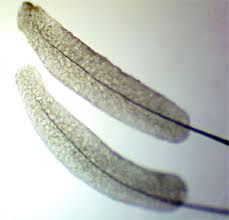 Attēlu rezultāti vaicājumam “Stemonitopsis hyperopta var. landewaldii”