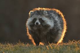 Attēlu rezultāti vaicājumam “Nyctereutes procyonoides”