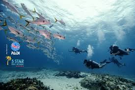 Resultado de imagen para cozumel dive