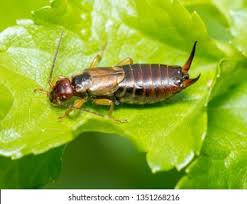 Attēlu rezultāti vaicājumam “Forficula auricularia male”