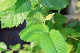 Attēlu rezultāti vaicājumam “Betula alleghaniensis”